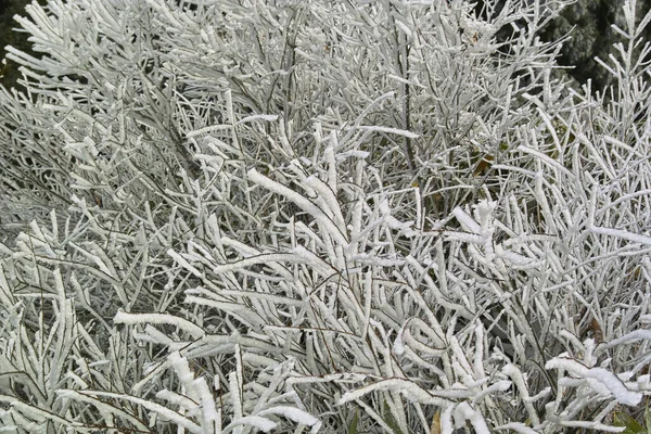 Tufiș Acoperit Zăpadă Gheață Fundalul Naturii — Fotografie, imagine de stoc