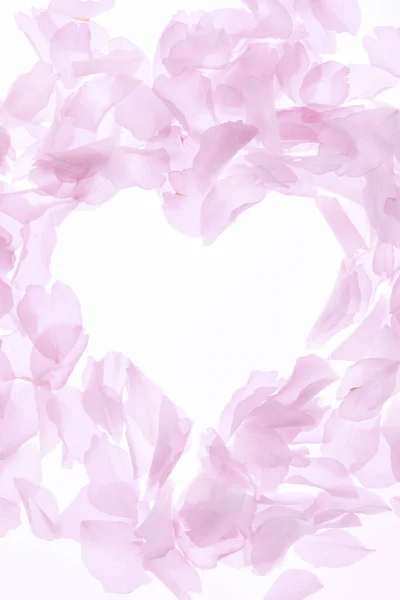 Розовые Цветы Лепестки Изолированы Белом Фоне — стоковое фото