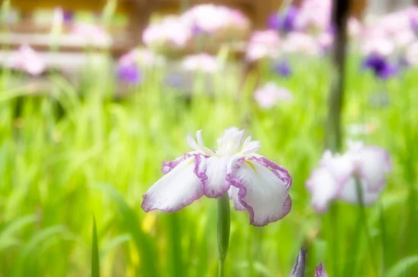 Close Zicht Prachtige Paarse Irisbloemen Tuin — Stockfoto