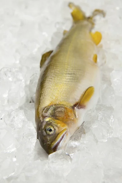 Fresh Fish Ice Frozen Food — Stock Photo, Image