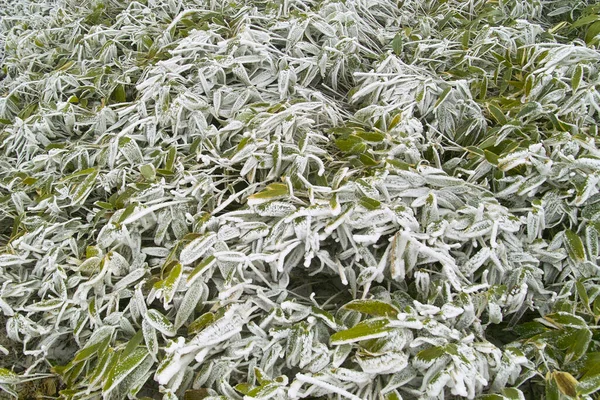 Las Heladas Nieve Las Ramas Arbusto —  Fotos de Stock