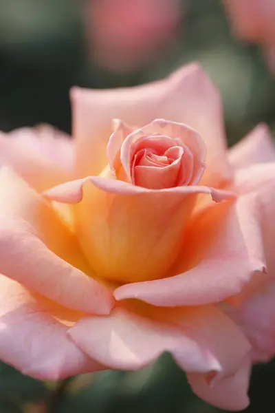 Roses Roses Dans Jardin — Photo