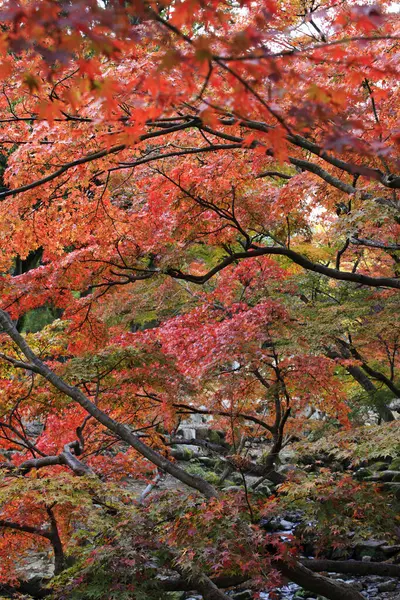 Красочные Осенние Деревья Японском Парке — стоковое фото