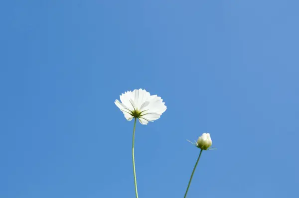 青空の背景に白い花 — ストック写真