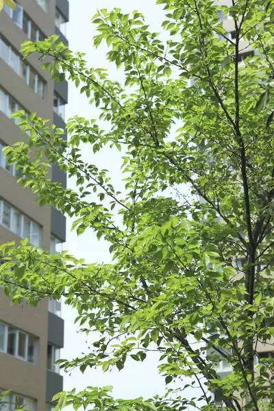 Groene Boomtakken Met Moderne Kantoorgebouwen Benedenaanzicht — Stockfoto
