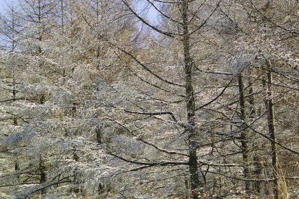 Uma Floresta Coberta Neve Fundo Natureza — Fotografia de Stock