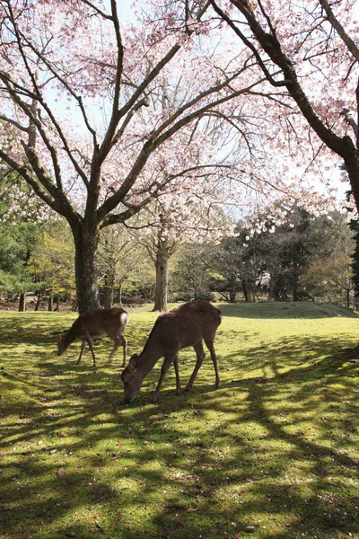 Veados Pastando Prado Nara Park — Fotografia de Stock