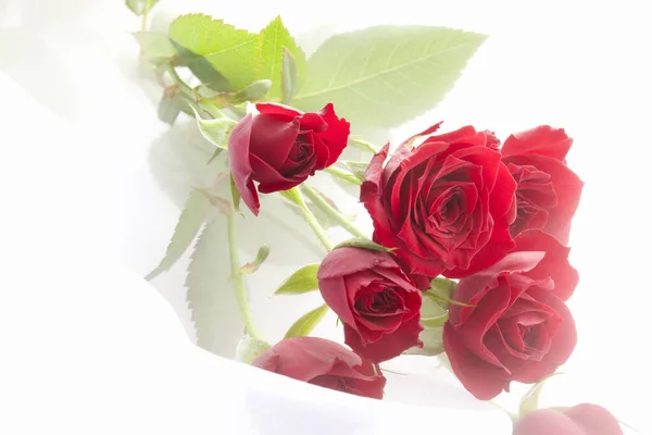 Beyaz Kumaş Arka Planda Kırmızı Güller Sevgililer Günü Konsepti — Stok fotoğraf