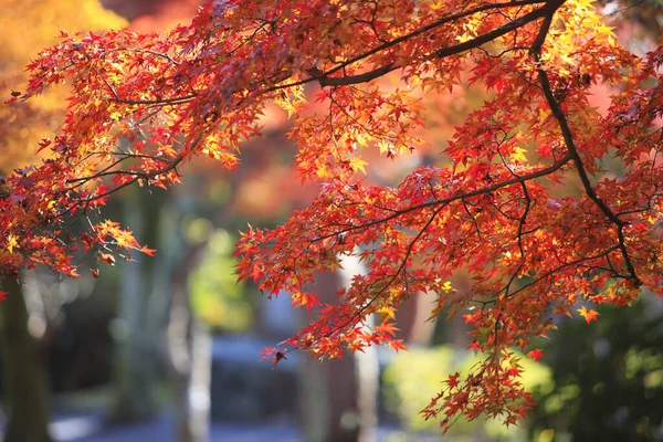 red maple tree in autumn season