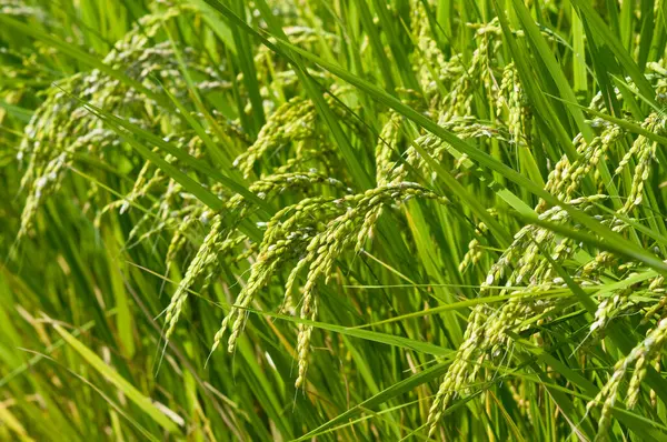 米畑の耳 — ストック写真