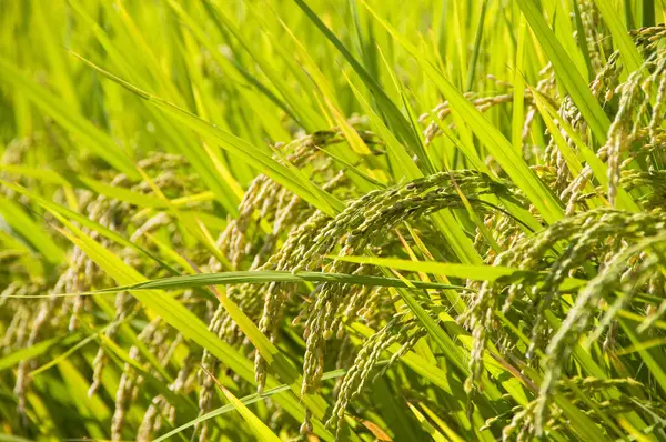 米畑の耳 — ストック写真