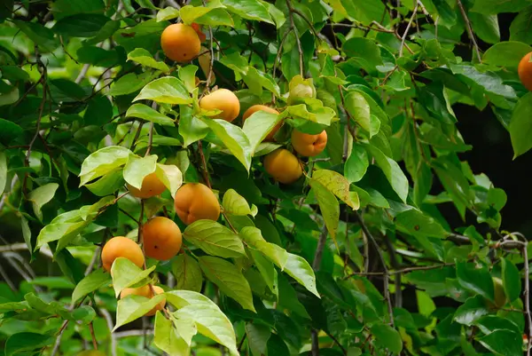 Спелые Яблоки Ветке Саду — стоковое фото