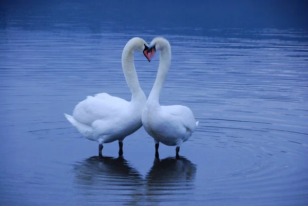 Hermosos Cisnes Blancos Lago Fondo Naturaleza —  Fotos de Stock