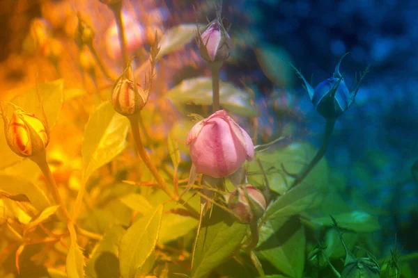 rainbow flower on the background of the garden