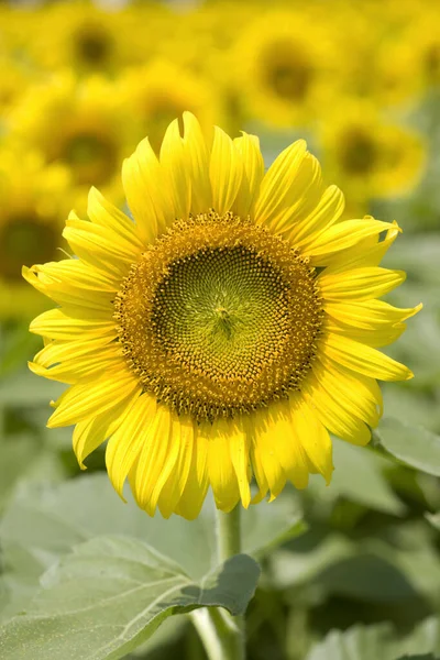Schönes Sonnenblumenfeld Floraler Hintergrund — Stockfoto