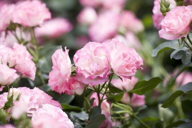 Bahçedeki güzel pembe güllerin yakın görüntüsü