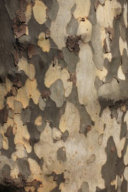 Ağaç kabuğunun dokusu.