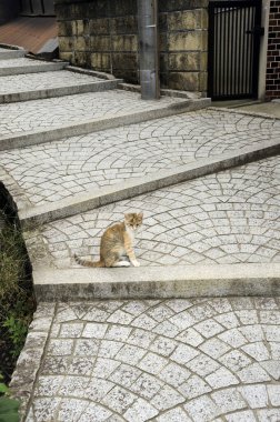 Caddedeki sevimli kedi, kapat.