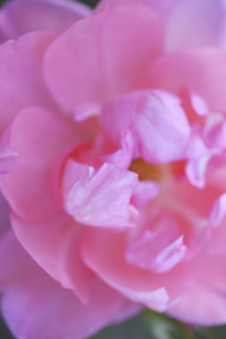 Bahçedeki güzel pembe çiçek