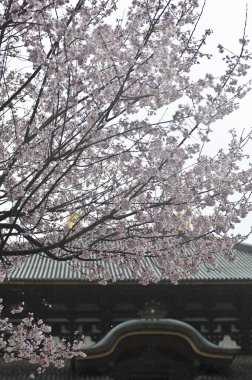 Bahçede kiraz çiçekleri açan geleneksel Japon mimarisi