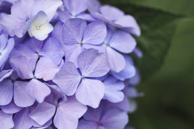 Bahar bahçesinde güzel ortanca çiçekleri, güzel doğal arka plan                    