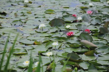 Güzel nilüfer çiçeği