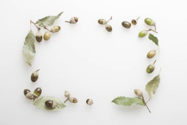 meşe palamudu ve yeşil yaprakların sonbahar kompozisyonu