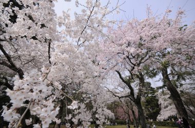 Bahçedeki beyaz çiçeklerin yakın plan görüntüsü, baharda kiraz çiçekleri                  