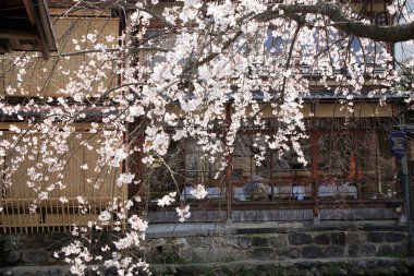 Japon bahçesindeki güzel kiraz çiçeklerinin manzarası. 