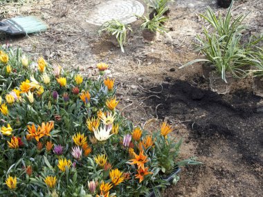 Bitkilerle dolu bahçe toprağında açan renkli çiçekler.