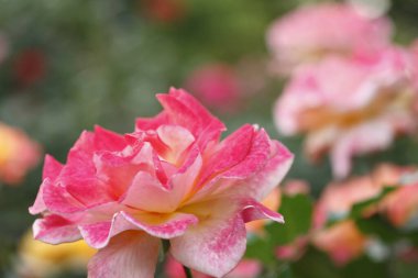 Bahçedeki güzel güller