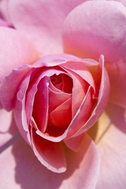 Pembe gül yaprakları, flora