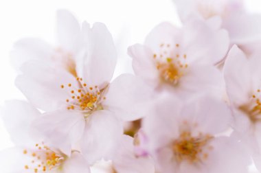 Çiçek çiçek açan kiraz ağacı