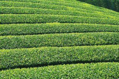 Chiang Rai, Tayland 'da yeşil çay tarlası.