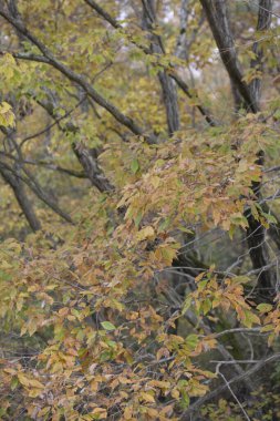 Sonbahar yaprakları, sonbahar mevsimi doğası             