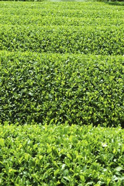 Dağlarda çay yaprakları, Sri Lanka