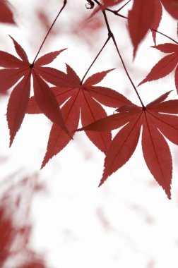 Sonbahar yaprakları, sonbahar bitkileri