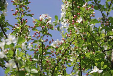 Bahçedeki güzel çiçekler, baharda açan ağaçlar.