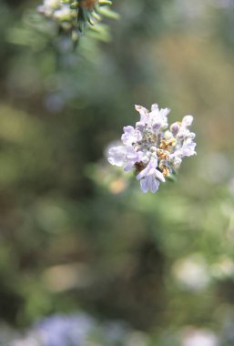 Bahçede bulanık arka planda güzel kır çiçekleri