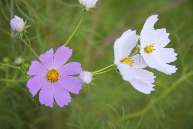 Güzel kozmos çiçekleri bir tarlada çiçek açıyor. 