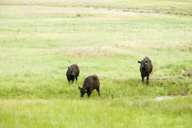 Cows grazing on farm at daytime