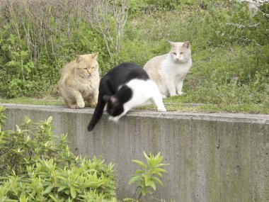 Kediler sokakta oturuyor.