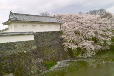 Japonya 'da kiraz çiçekleri, Tokyo