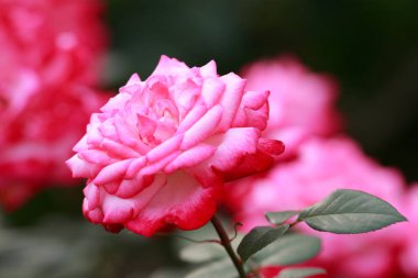 Bahçedeki güzel pembe güller