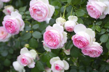 Bahçedeki güzel pembe güllerin yakın görüntüsü