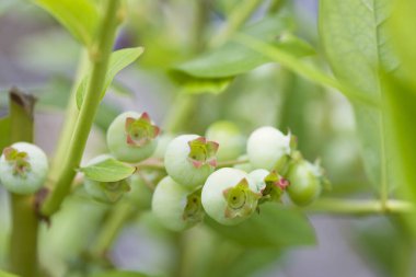 Ormandaki yaban mersini manzarasını kapat. 