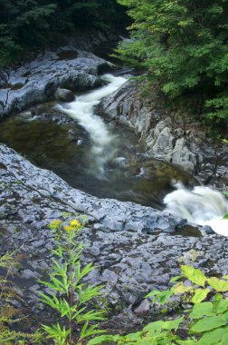  Nehir ormana akıyor.
