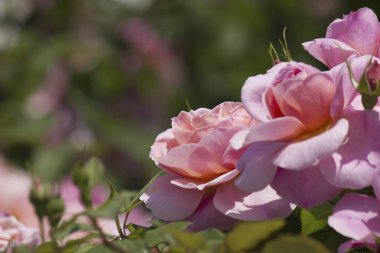 Bahçede güzel güller yakın