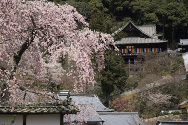 Japon bahçesindeki güzel kiraz çiçeklerinin manzarası. 