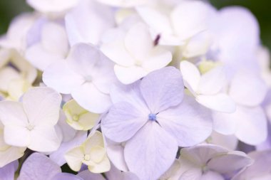 güzel ortanca çiçeği arkaplanı, yakın görünüm